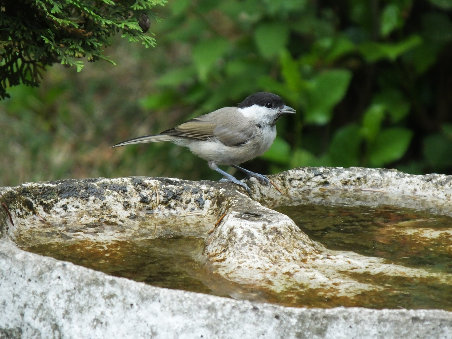 Vogeltränke