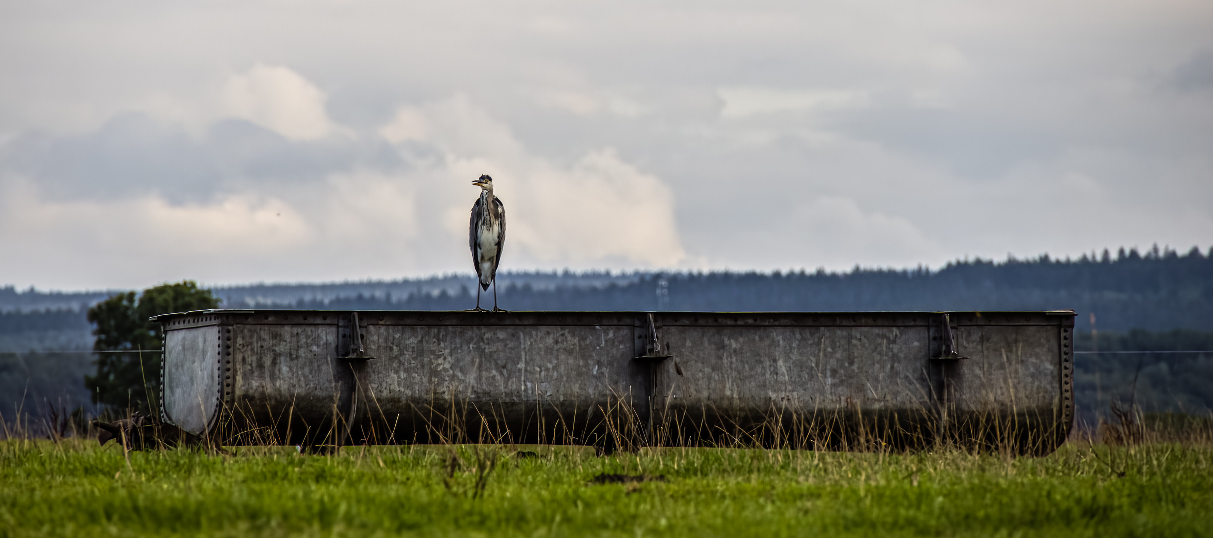 Vogeltränke