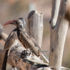 Vogeltränke im Camp Aussicht - Rotschnabel Toko