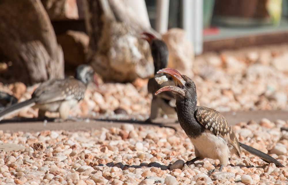 Vogeltränke im Camp Aussicht - Rotschnabel Toko beim Frühstück