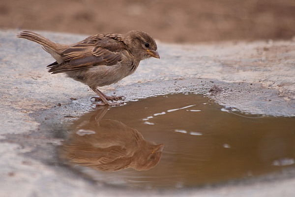 Vogeltränke im Pferdestall