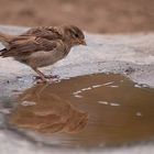 Vogeltränke im Pferdestall