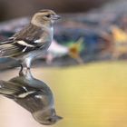 Vogeltränke im warmen Herbstlicht