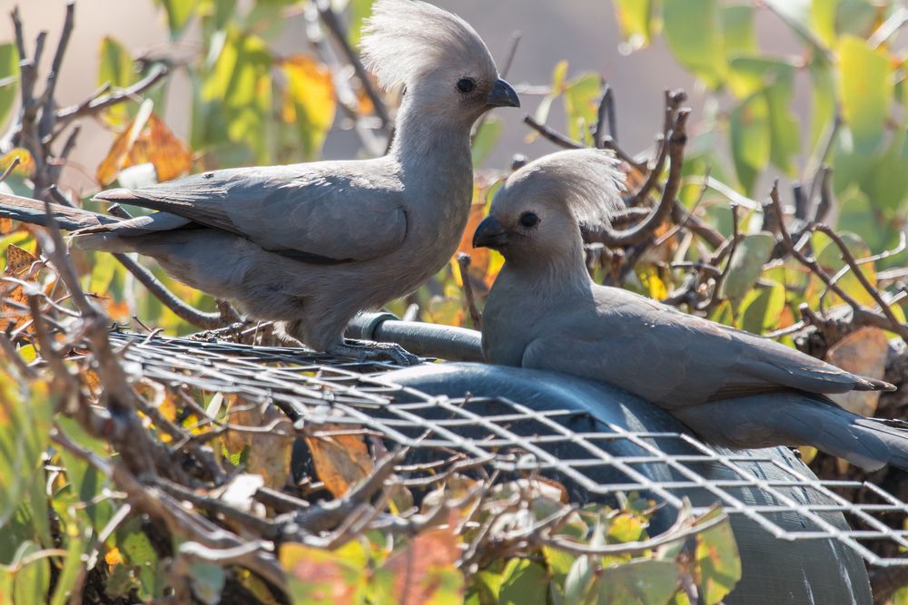 Vogeltränke imCamp Aussicht - grauer Lärmvogel