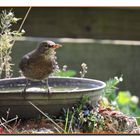 Vogeltränke mit Amsel .