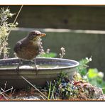 Vogeltränke mit Amsel .