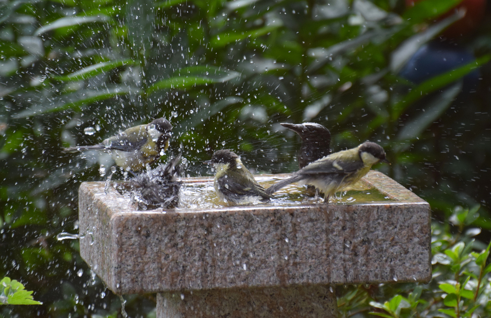 Vogeltränken sind jetzt so wichtig!