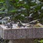 Vogeltränken sind jetzt so wichtig!