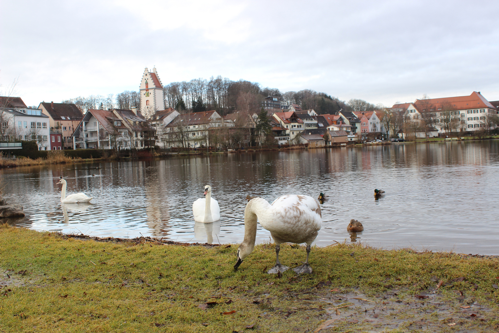 Vogeltreffen am Stadtsee