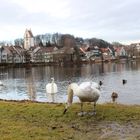 Vogeltreffen am Stadtsee