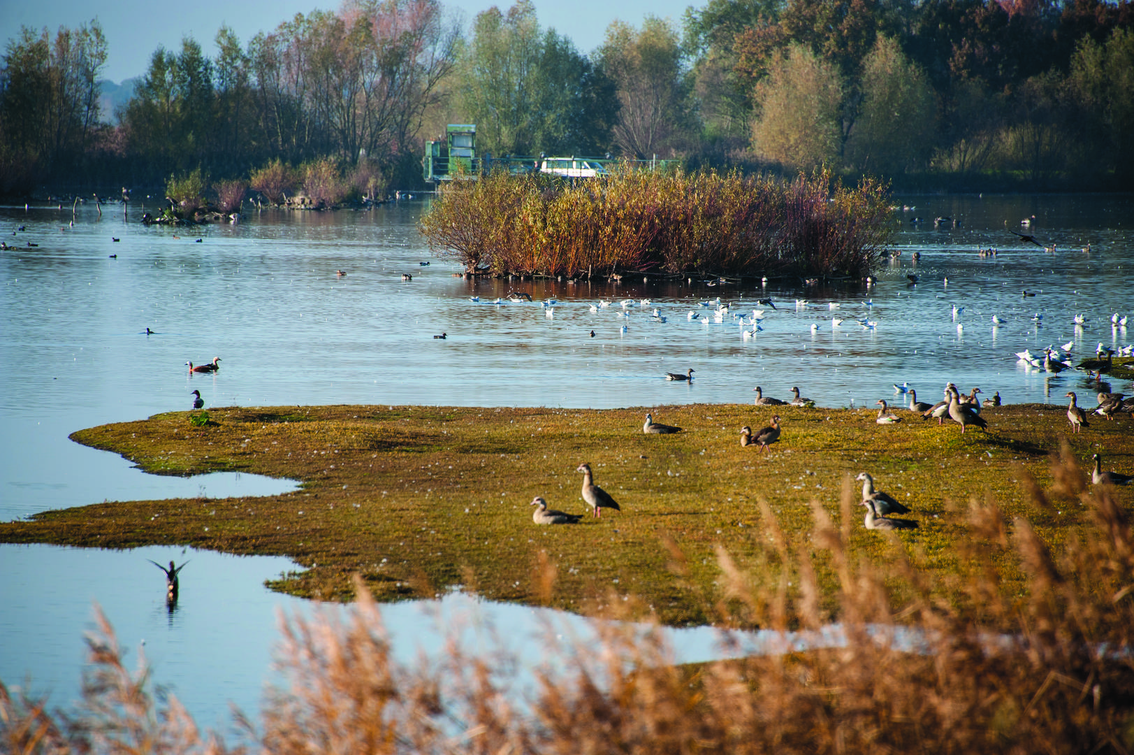 Vogeltreffen in den Rieselfeldern