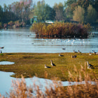 Vogeltreffen in den Rieselfeldern