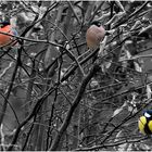 Vogeltrio auf kahlen Ästen