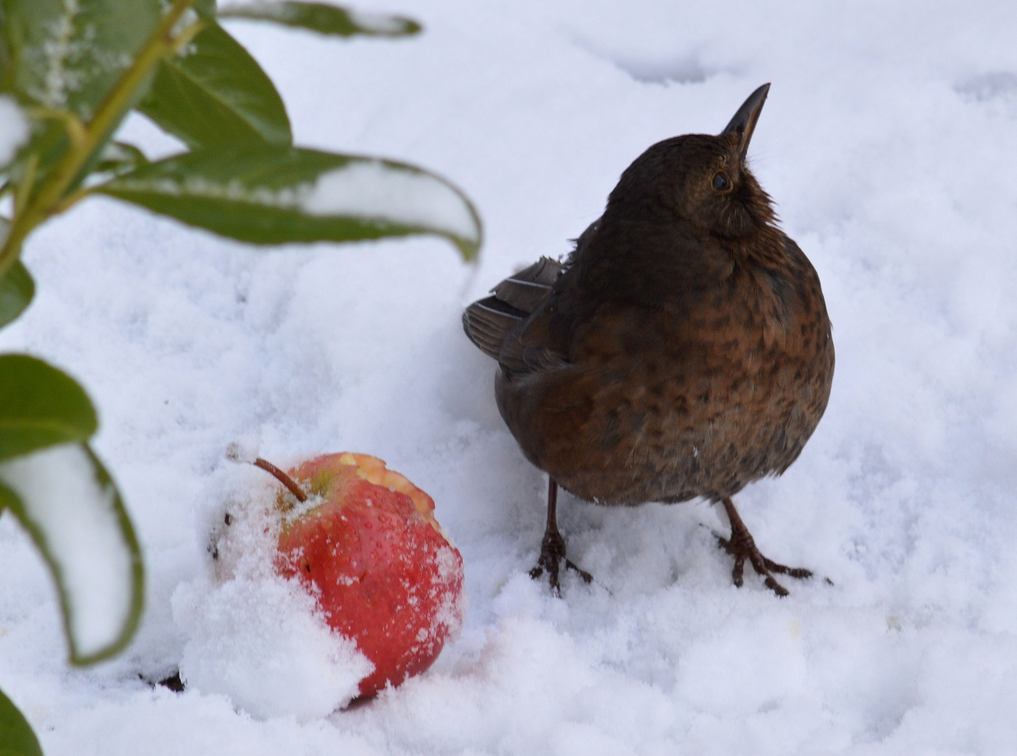 Vogelunglück 1