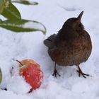 Vogelunglück 1