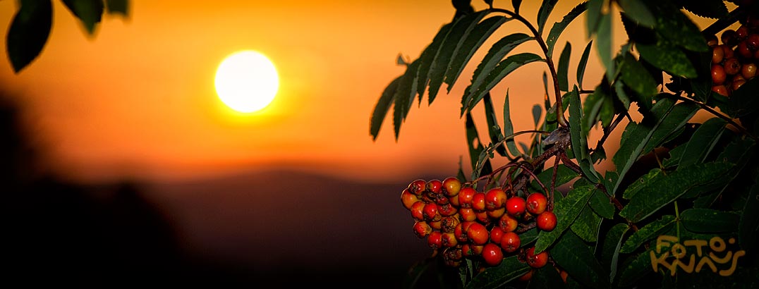 VOGELVBEEREN