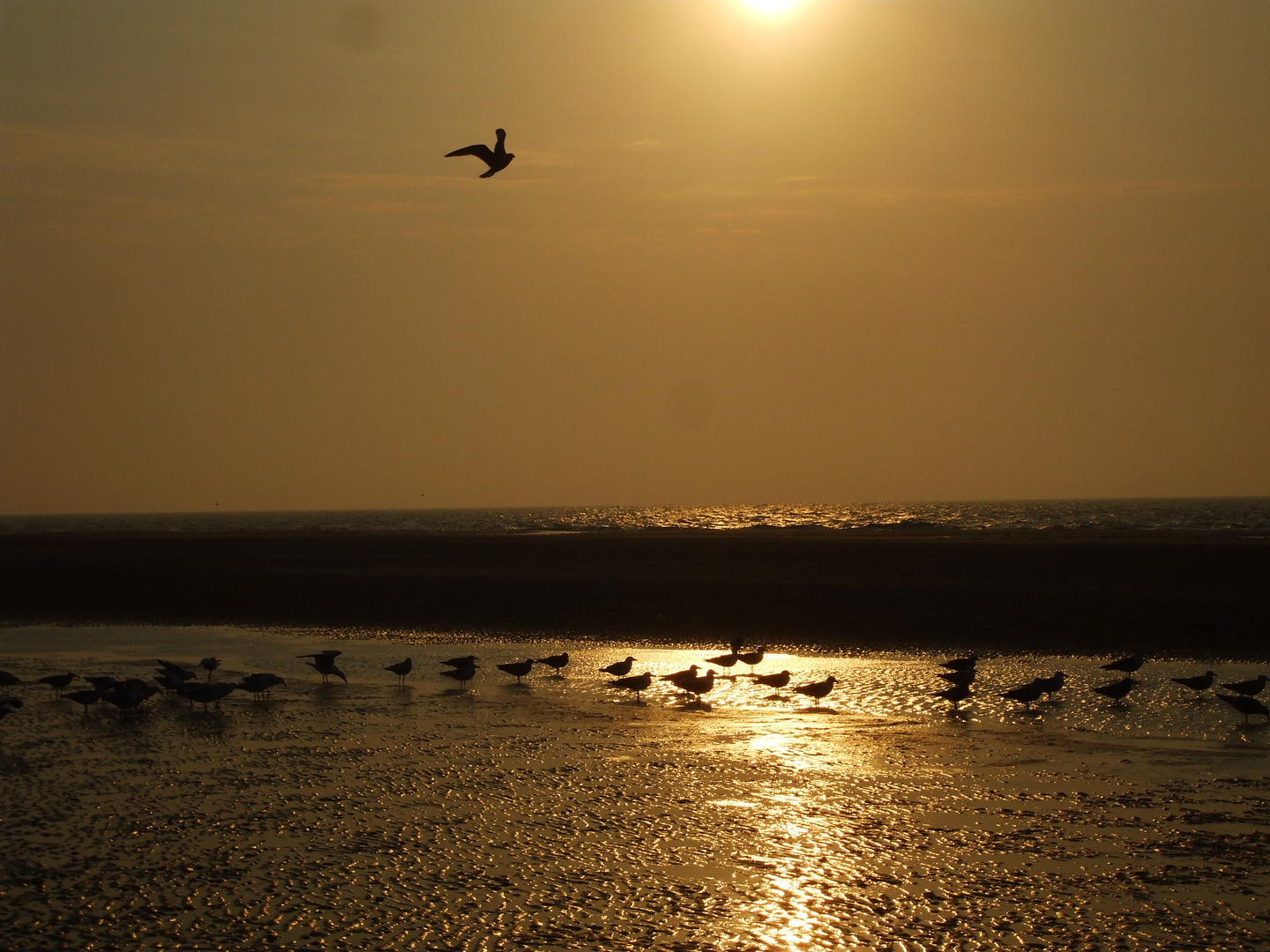 Vogelversammlung bei Sonnenuntergang