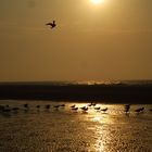 Vogelversammlung bei Sonnenuntergang