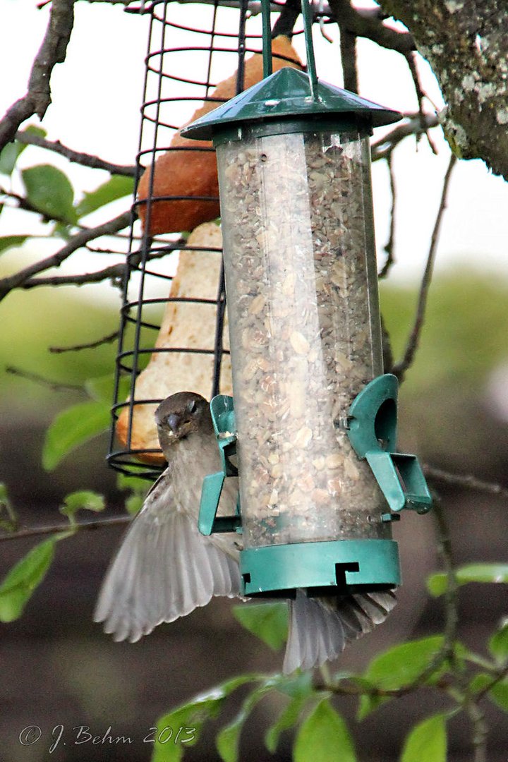 Vogelversammlung im Garten