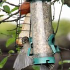 Vogelversammlung im Garten