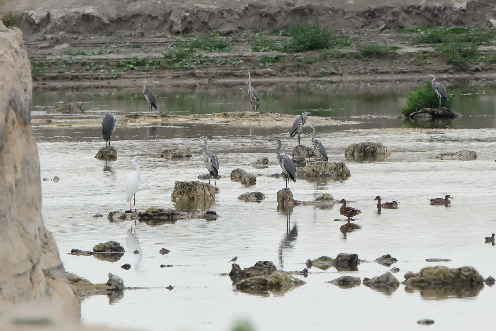 Vogelvielfalt in Thüringen