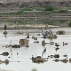 Vogelvielfalt in Thüringen