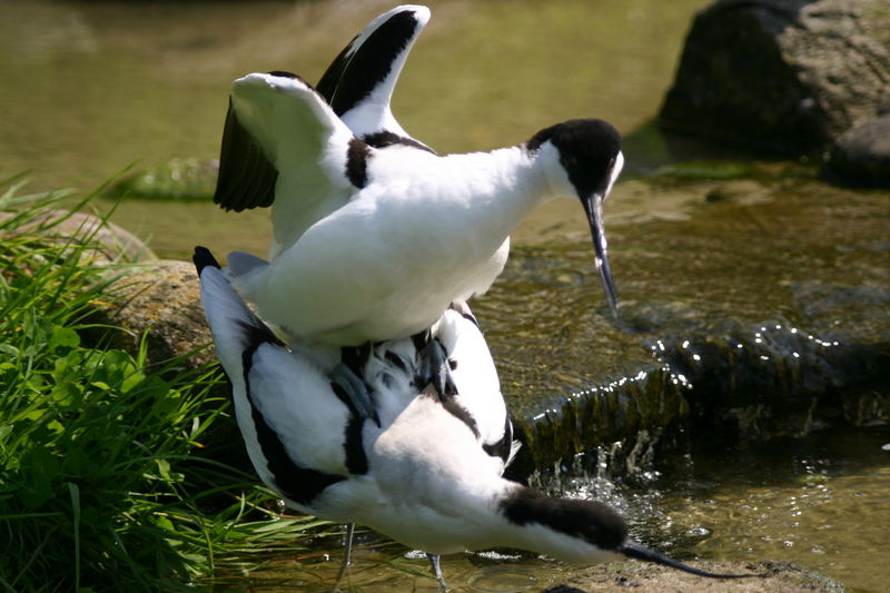 Vogelvoliere Naturzoo Rheine