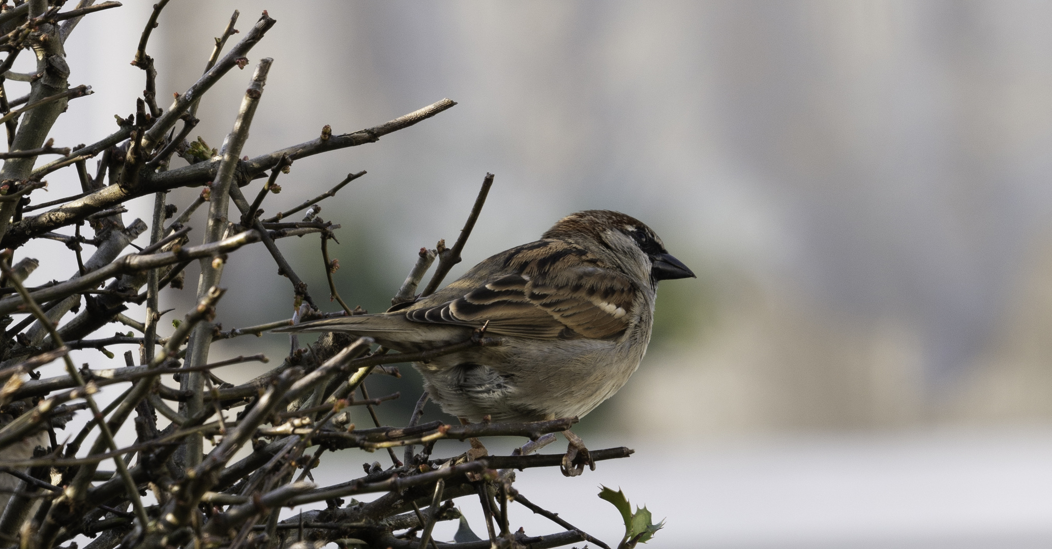 Vogelwacht 