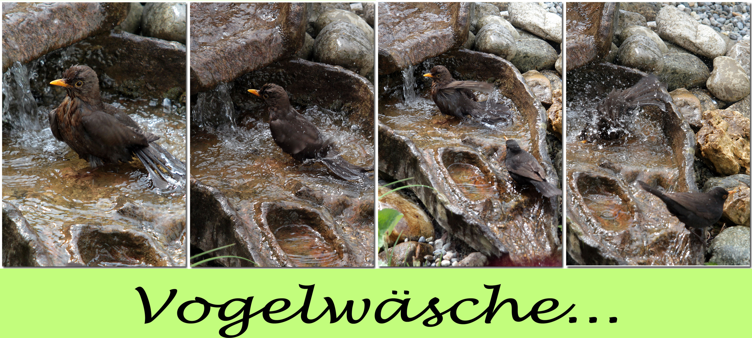 Vogelwäsche...