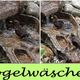 Vogelwsche...