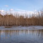 Vogelweiher 