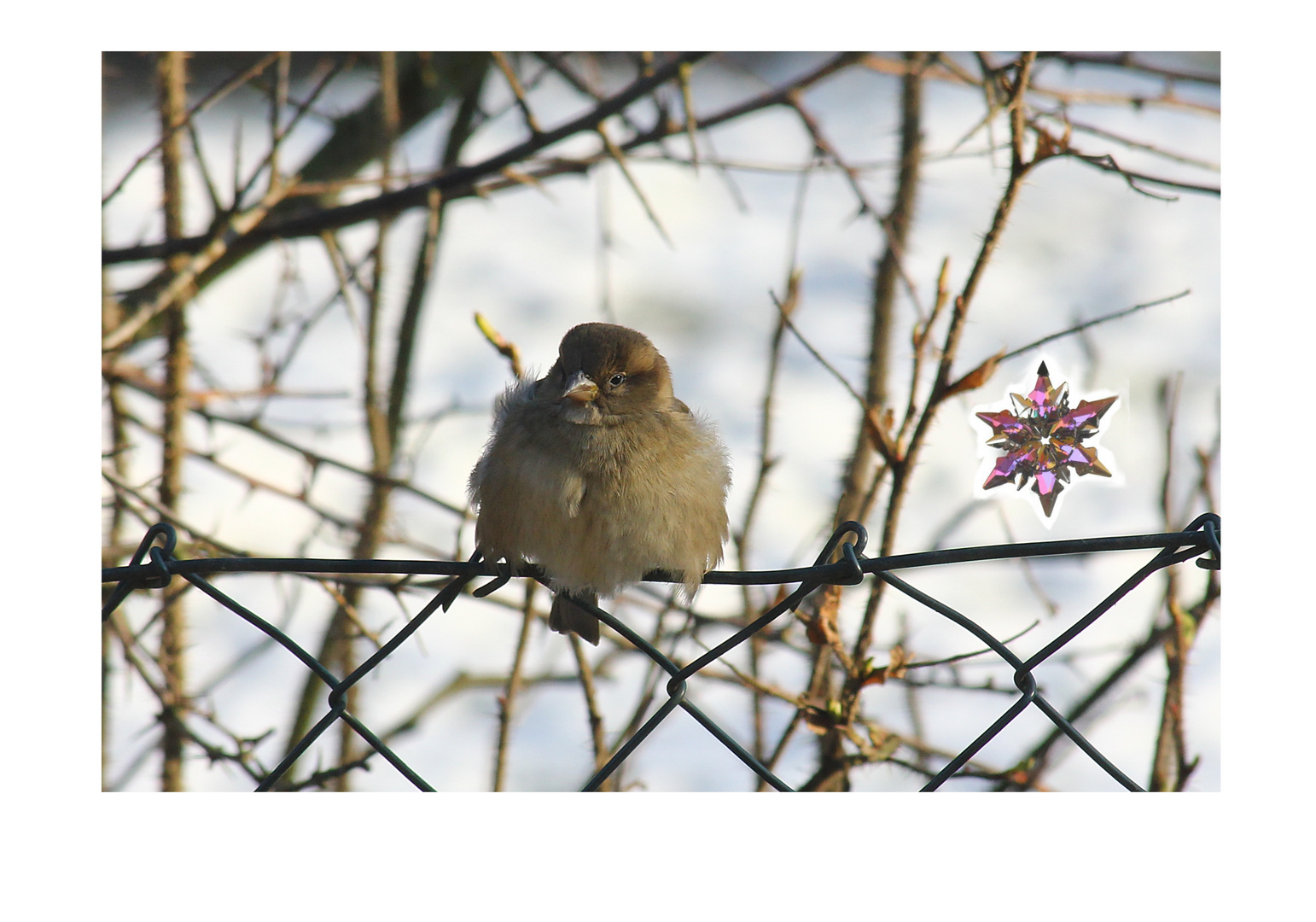 Vogelweihnacht