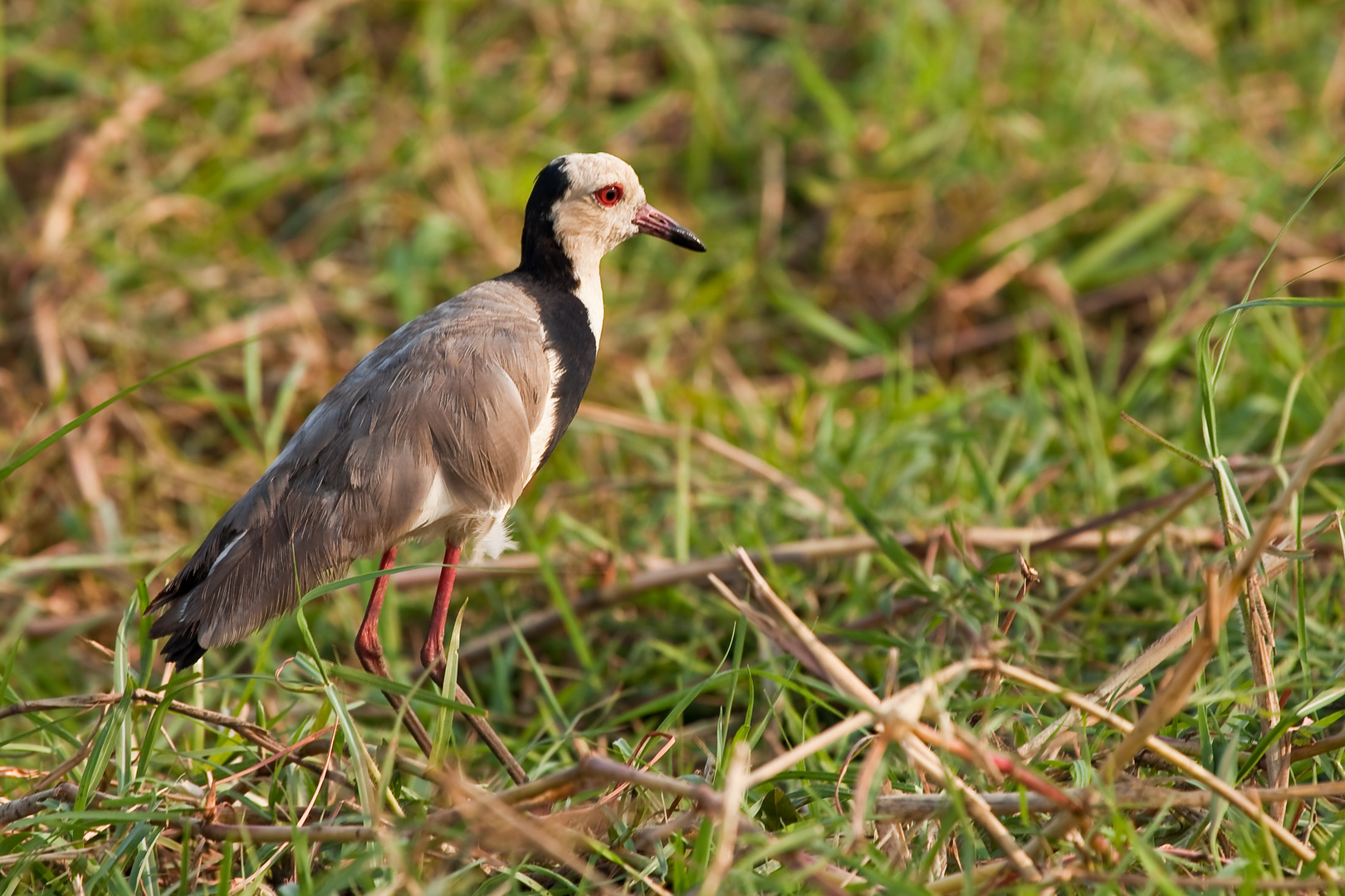 Vogelwelt