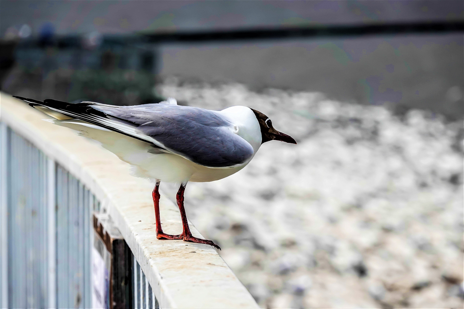 Vogelwelt am Eidersperrwerk (1)