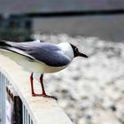 Vogelwelt am Eidersperrwerk (1)