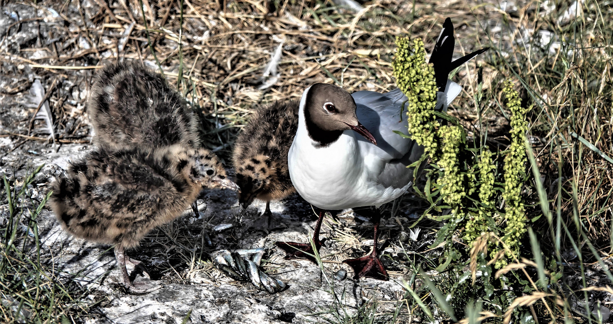 Vogelwelt am Eidersperrwerk (1)