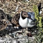 Vogelwelt am Eidersperrwerk (1)