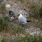 Vogelwelt am Eidersperrwerk (2)