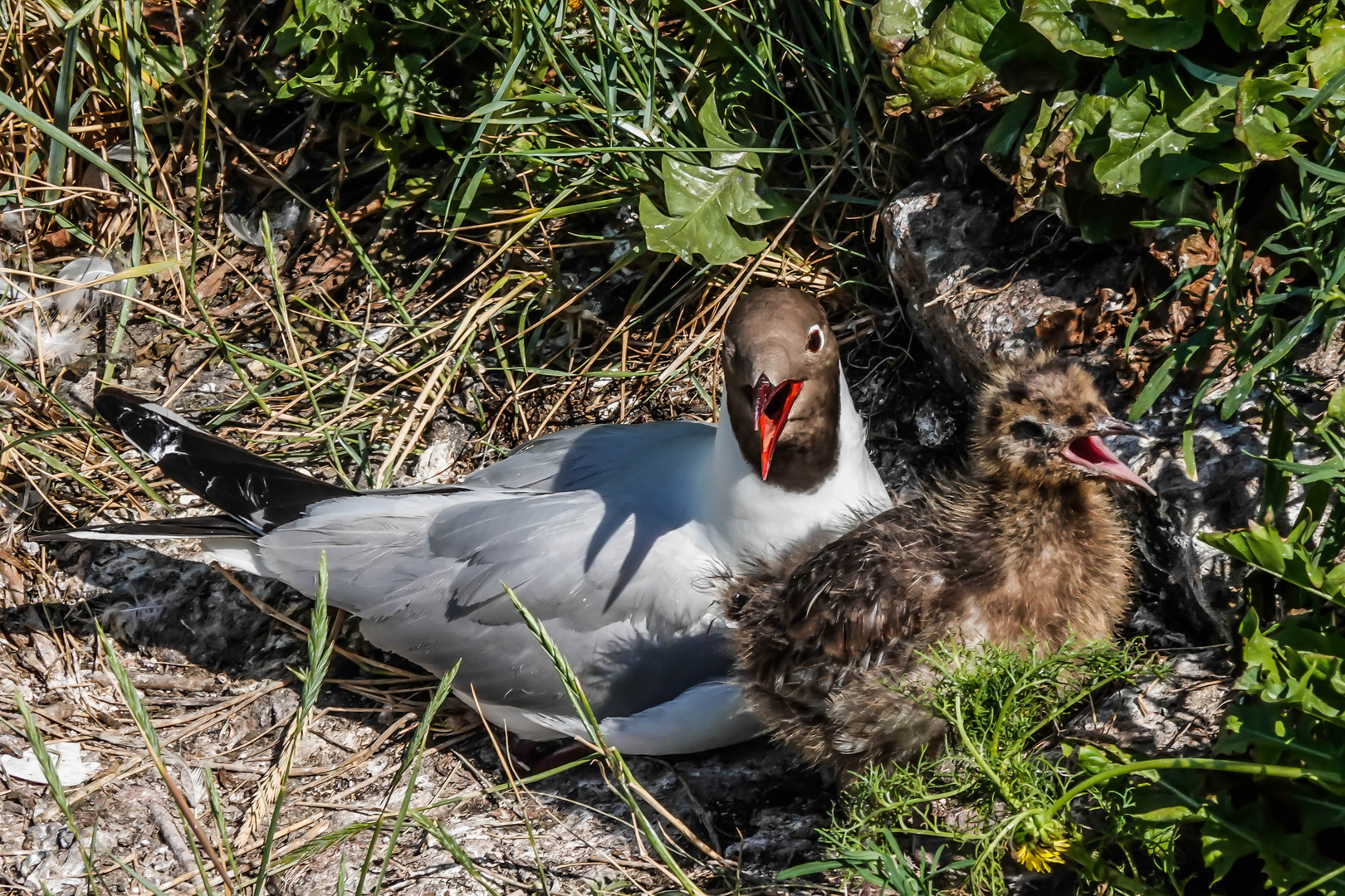 Vogelwelt am Eidersperrwerk (2)