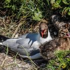 Vogelwelt am Eidersperrwerk (2)