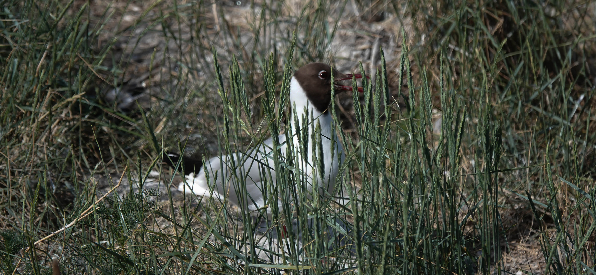 Vogelwelt am Eidersperrwerk (3)