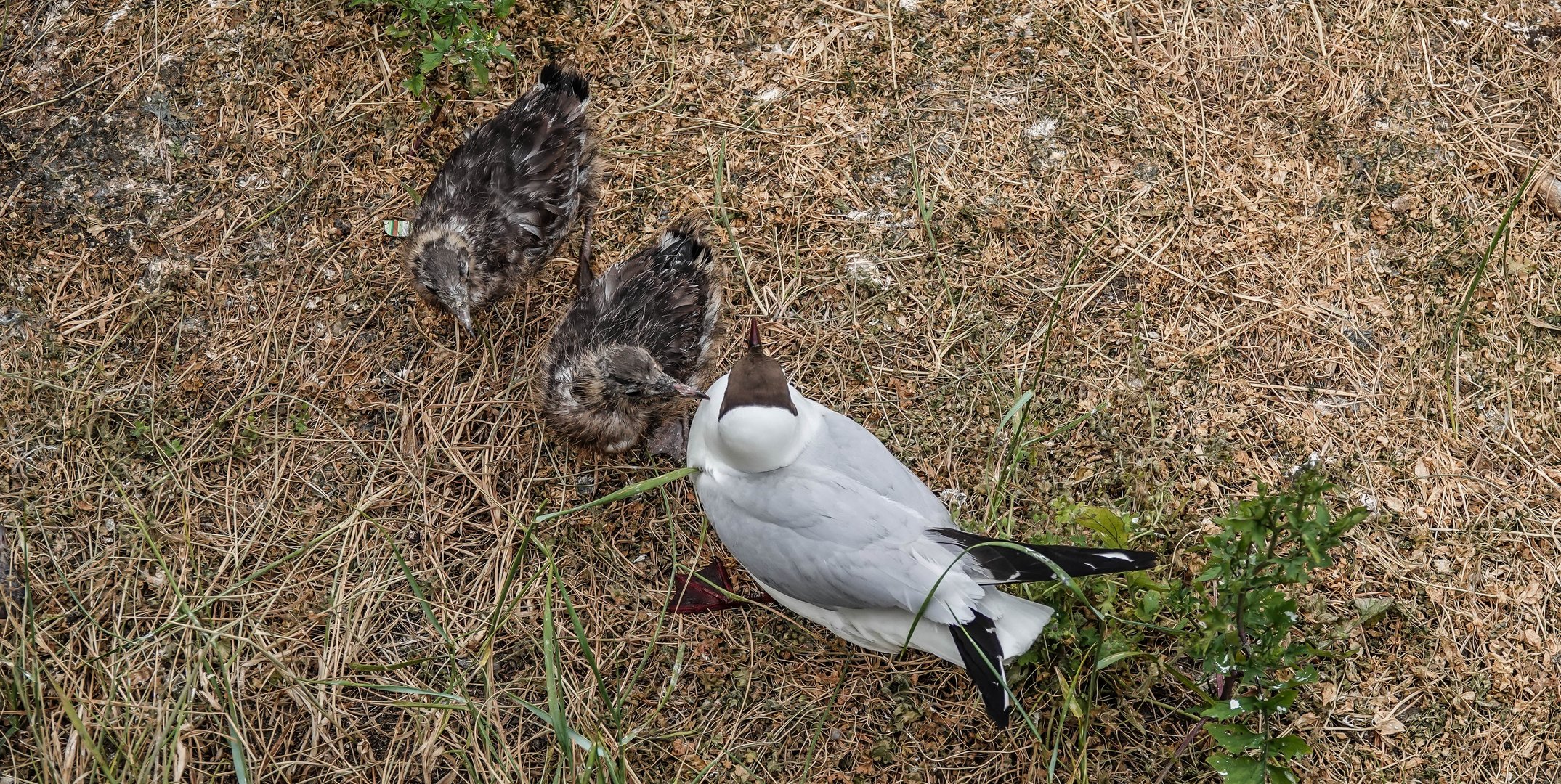 Vogelwelt am Eidersperrwerk (3)