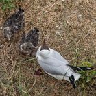 Vogelwelt am Eidersperrwerk (3)