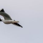 Vogelwelt am Eidersperrwerk (4)