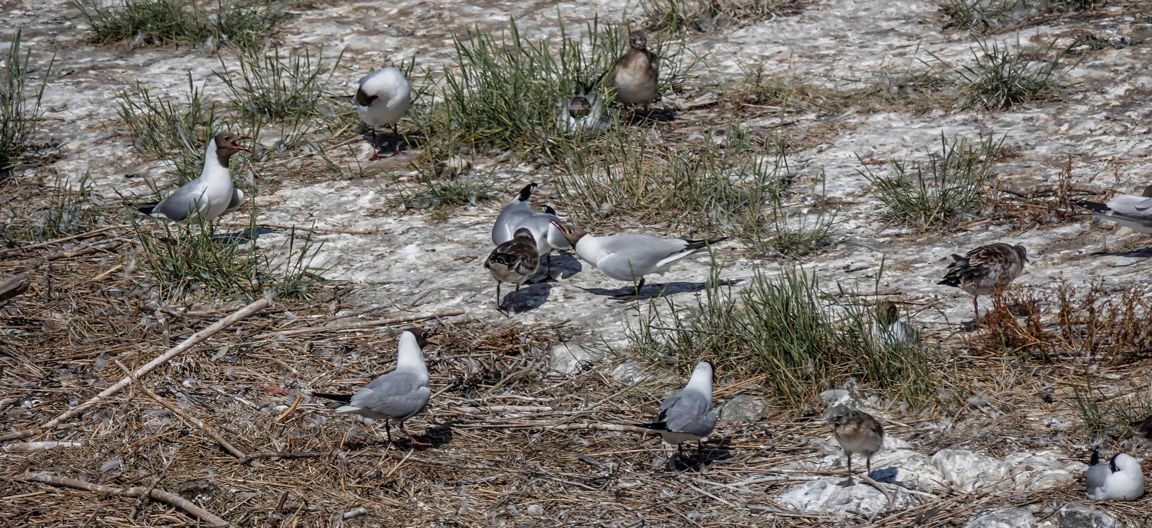 Vogelwelt am Eidersperrwerk (4)