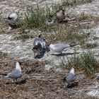 Vogelwelt am Eidersperrwerk (4)