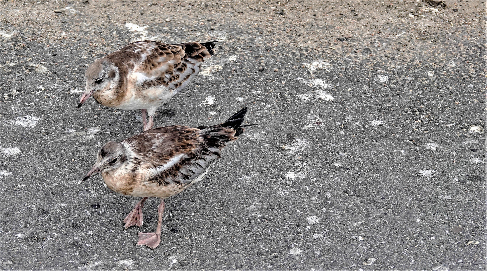 Vogelwelt am Eidersperrwerk (5)