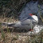 Vogelwelt am Eidersperrwerk (5)