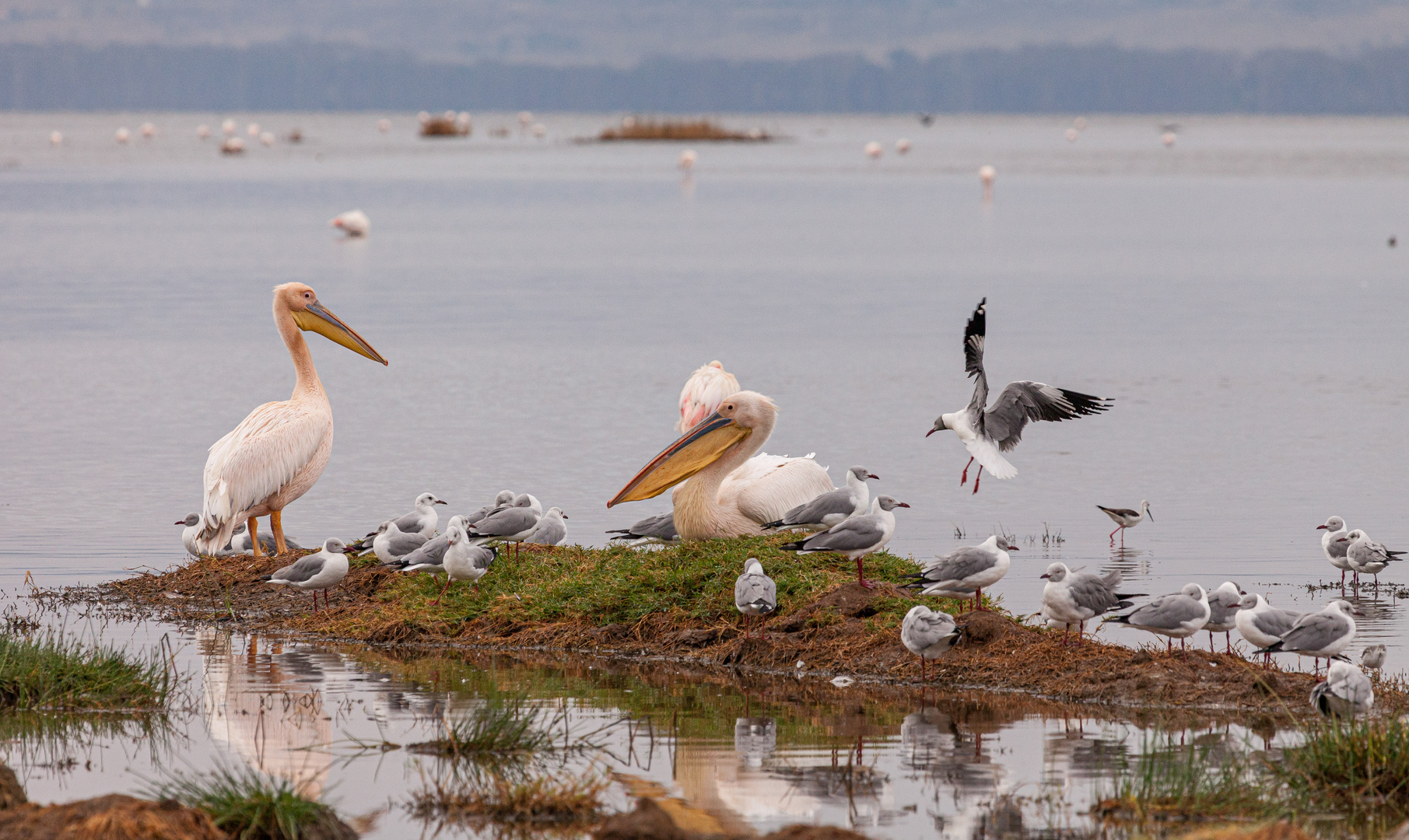 Vogelwelt am Lake Nakuru, Kenia