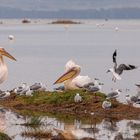 Vogelwelt am Lake Nakuru, Kenia